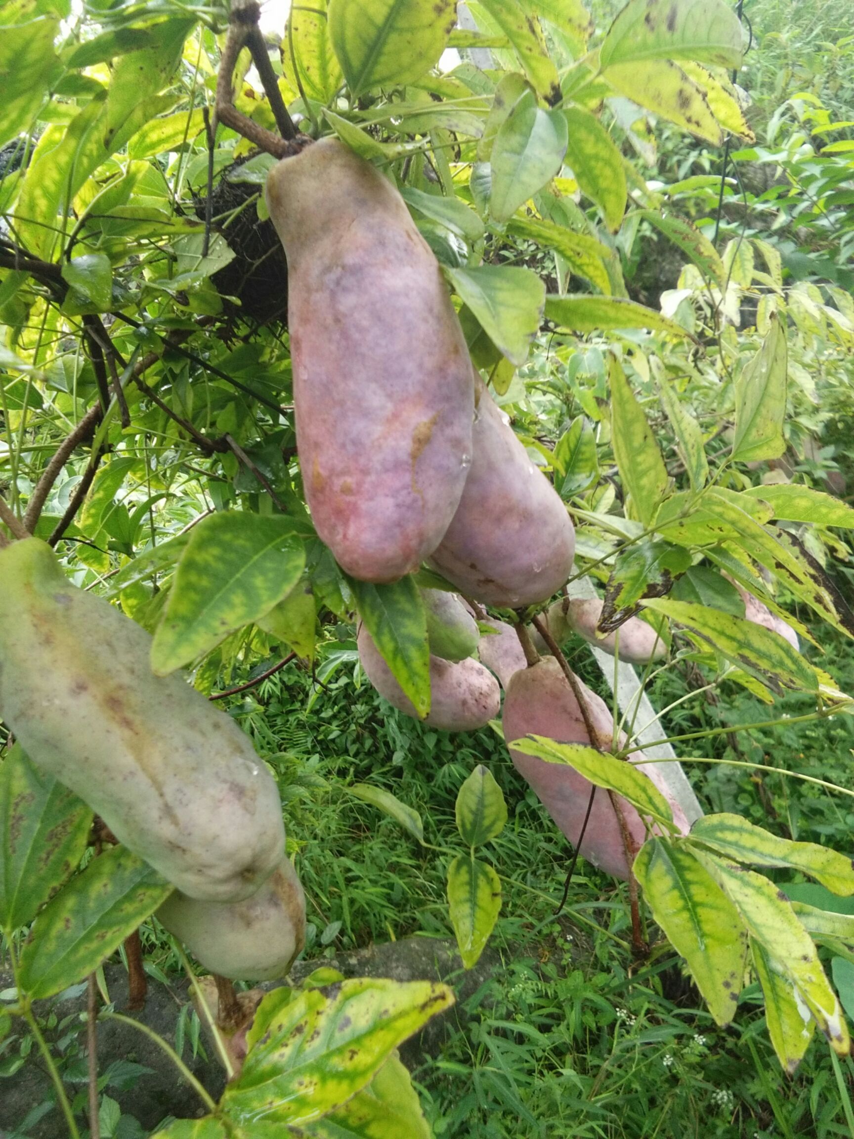 野生八月瓜 种植 麻黄