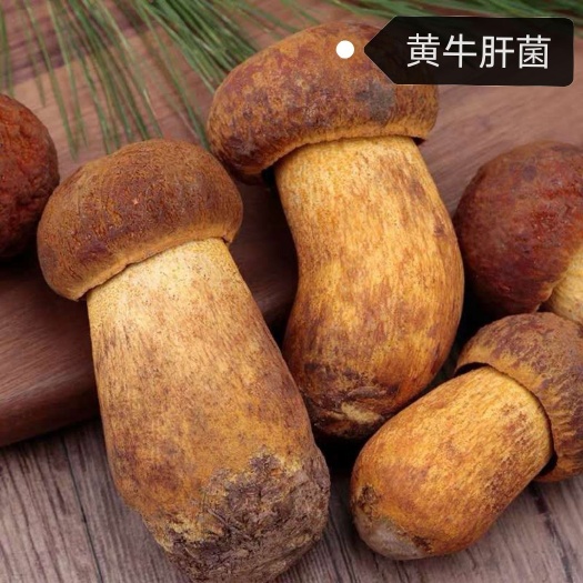昆明 黄牛肝菌 一件代发  欢迎合作  量大价优