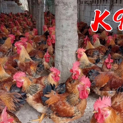 贵阳麻黄K901鸡苗 新广K9鸡苗批发 K902鸡 882鸡苗