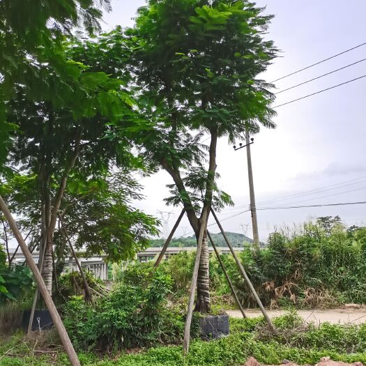 普宁市 凤凰木15-40分