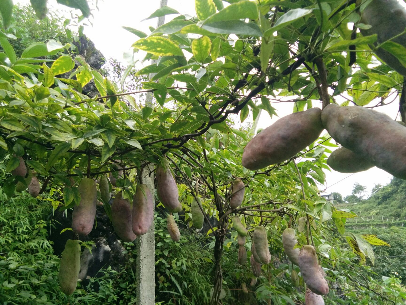 野生八月瓜 种植 麻黄