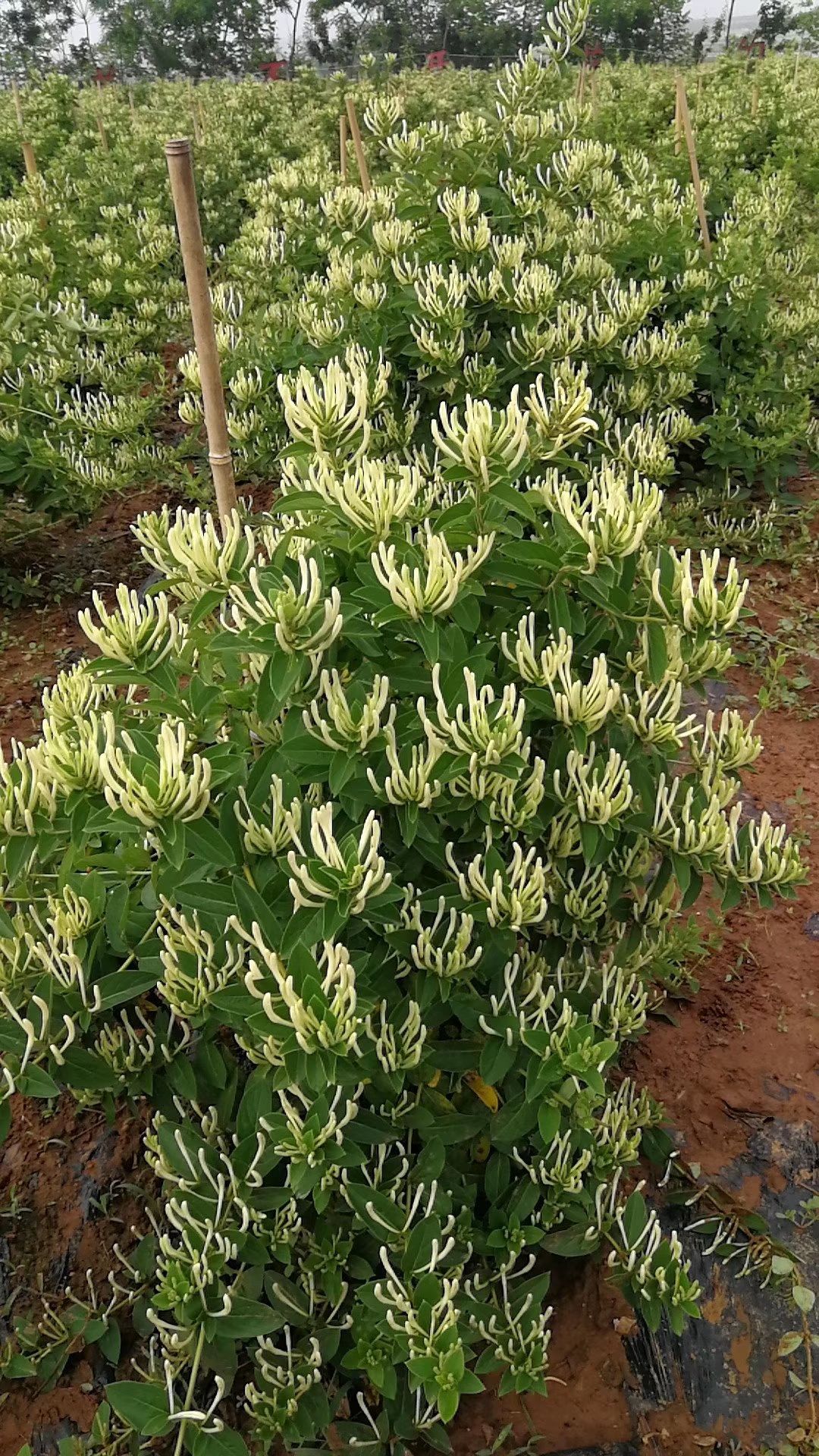 巨花一号金银花苗 40~50公分