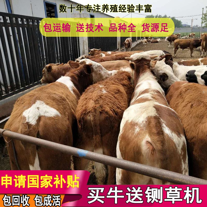 黄牛  免费运输，包回收，包技术，3-6个月牛犊