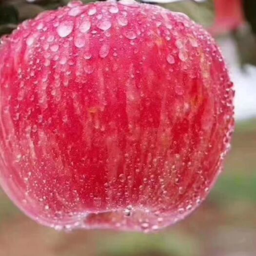 白水县 陕西白水苹果