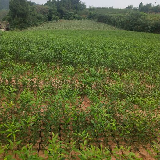 简阳市香橙苗 杯苗袋苗 0.5米以下 
