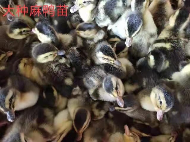 博罗县 纯正大种麻鸭苗  孵场直供 品质保证