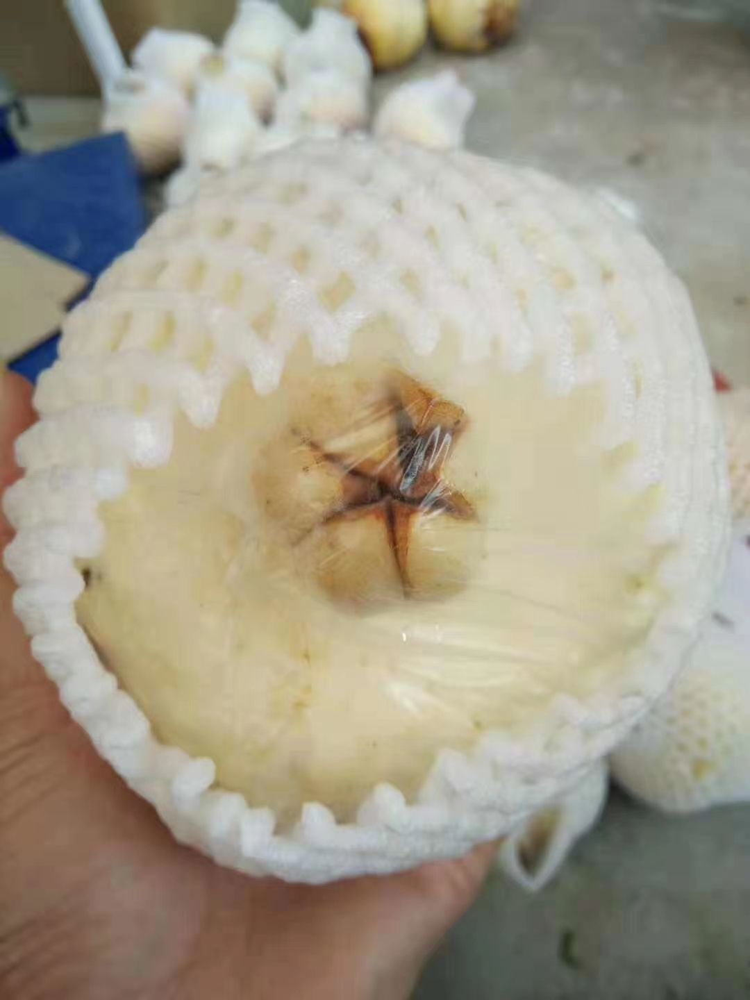 怀远白玉籽石榴