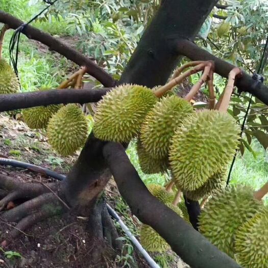 灵山县金枕榴莲苗  榴莲苗