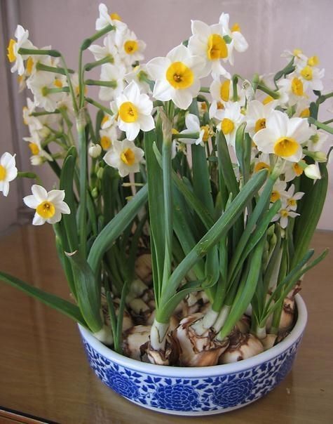 淄博水仙花种球现货