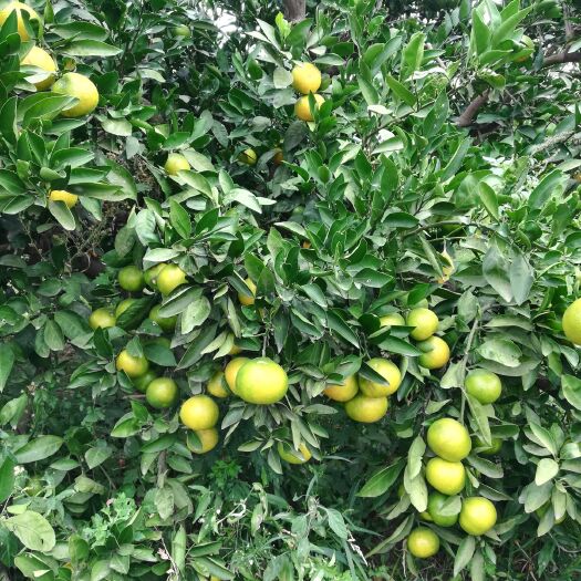 枝江市蜜桔 早熟蜜橘，皮薄圆润，甘甜可口，绿色环保