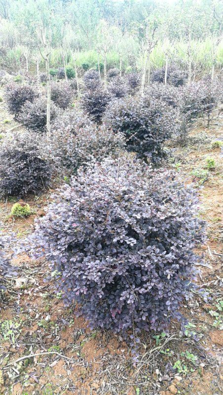 清镇市黑珍珠红继木  80CM—100CM—120cm