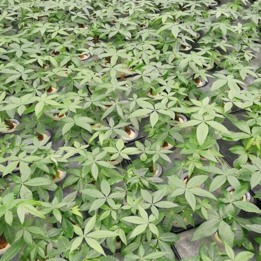 通海县发财靓树 发财树水培水养植物花卉小盆景桌面客厅办公室内富贵竹招财树盆栽
