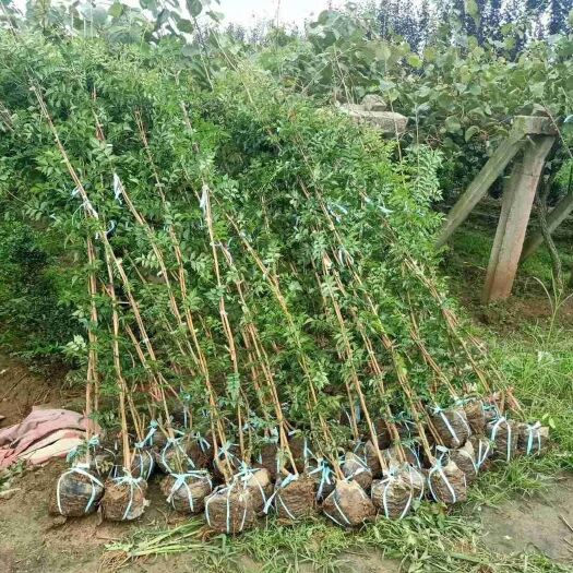 周至县凌霄苗  美国凌霄