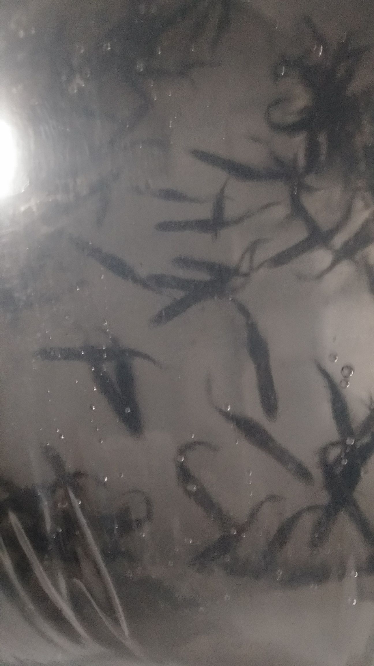 长吻鮠鱼苗  鸭嘴鱼，鸭嘴鱼苗。鸭嘴成鱼，自家养殖鱼，观赏食
