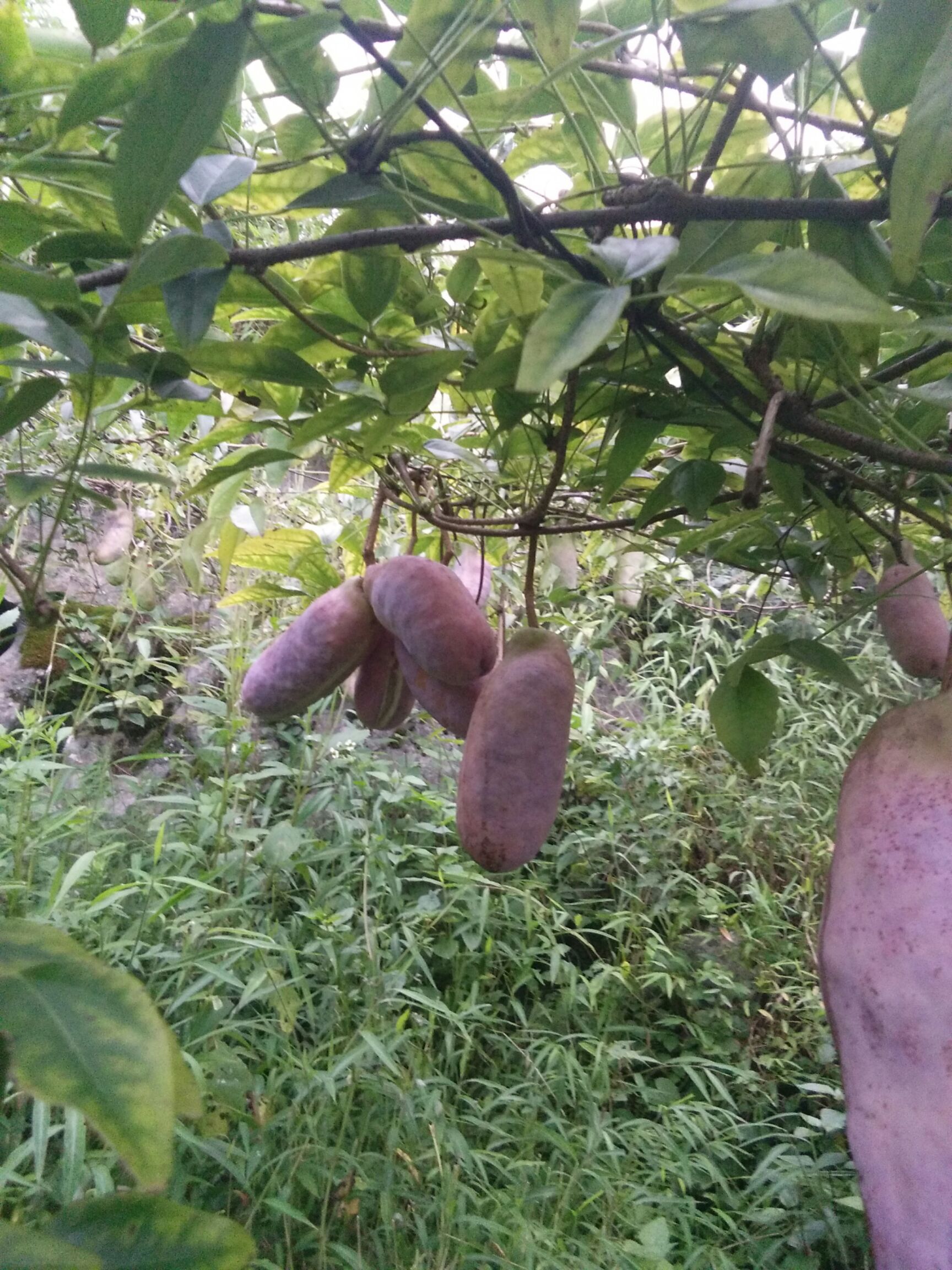 野生八月瓜 种植 麻黄