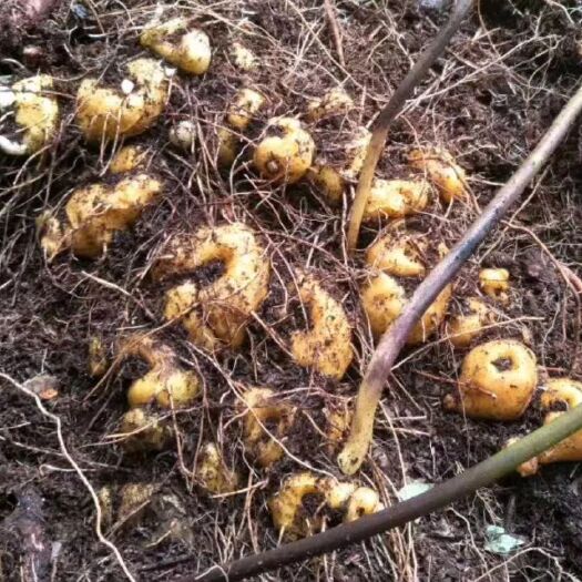 玉龙县云南滇黄精种子成熟了。保证客户需求。种子饱满，