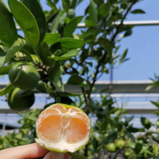 象山县柑桔枝条  阳光一号柑橘接穗/枝条，大分升级版特早熟品种