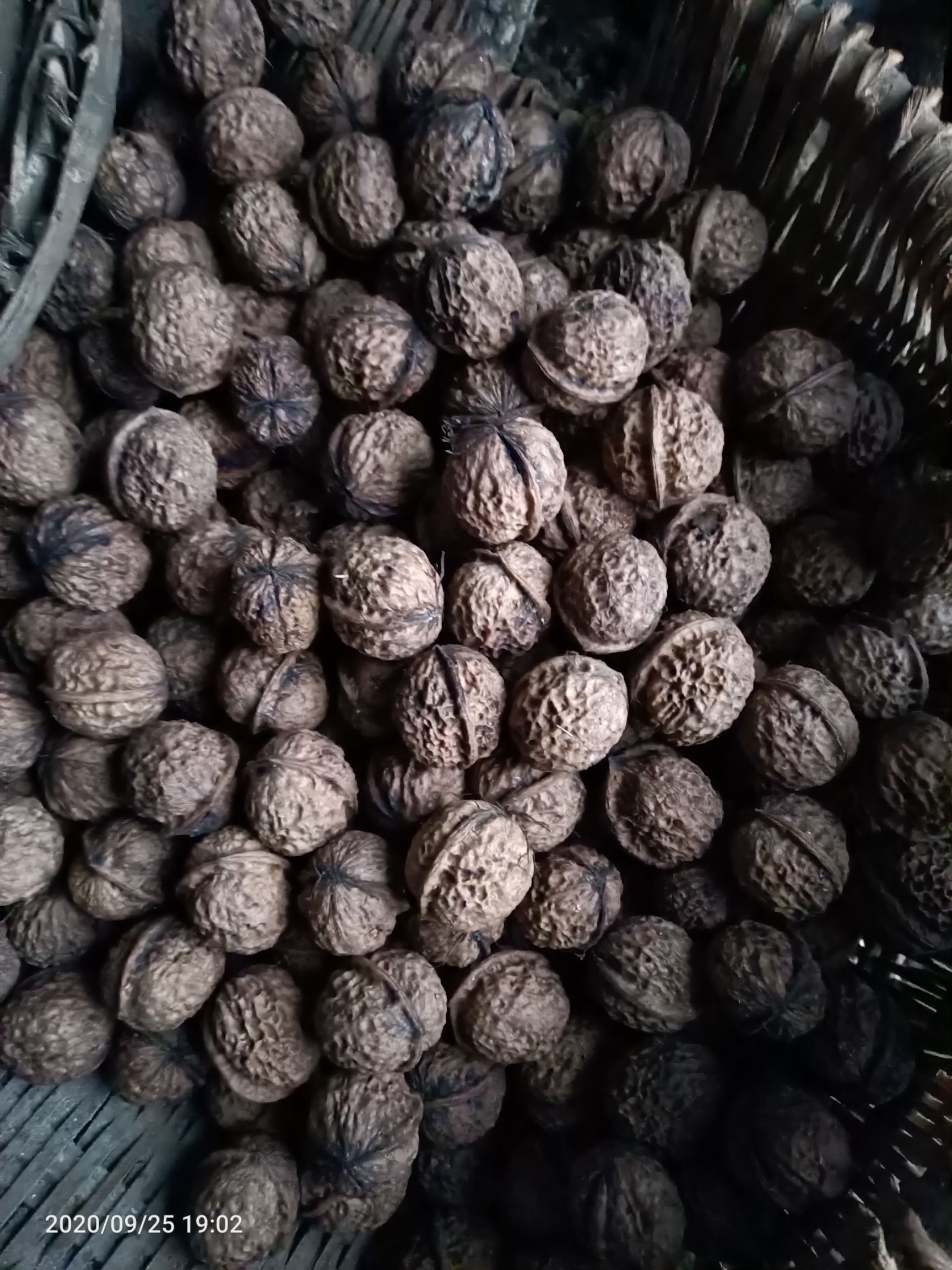 薄皮核桃  云贵新鲜薄壳核桃