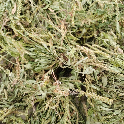 全草车前草！整棵！2024新货上市