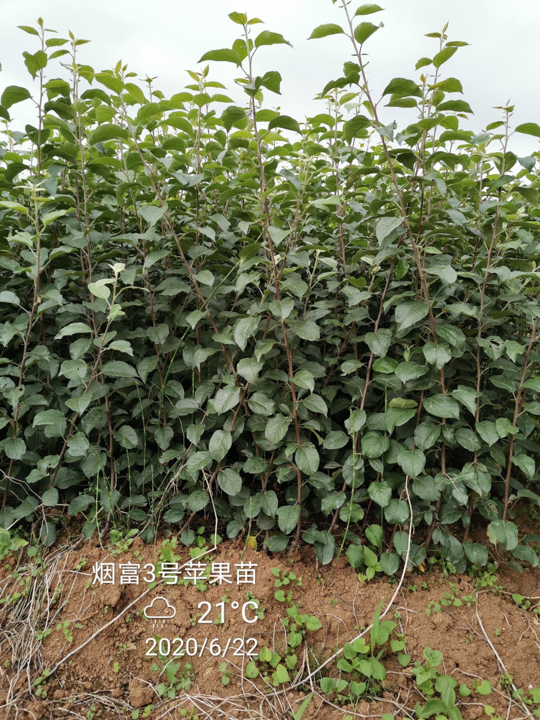  云南红露苹果苗，基地直供，品种纯正，提供三证一签