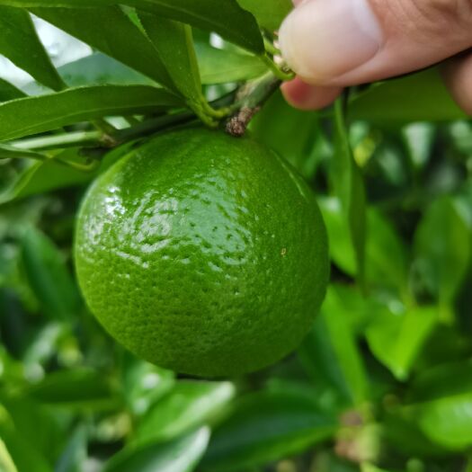 紫金县皇帝柑青果上市欢迎老板前来
