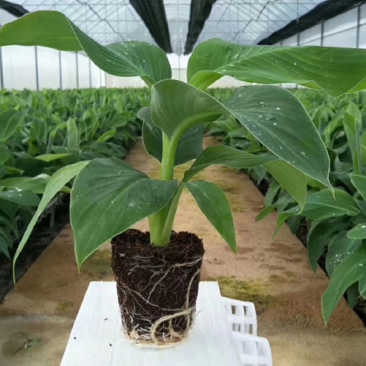 广西香蕉苗、粉蕉苗、南天黄蕉苗、巴西蕉苗、金粉蕉苗、广粉蕉苗
