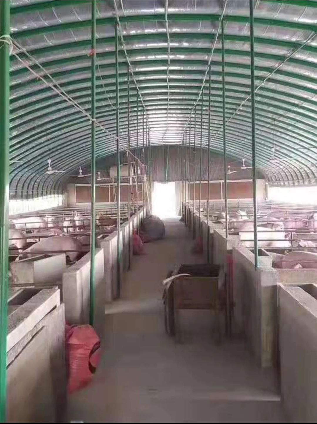 天津养殖大棚 鸡鸭鹅兔猪牛羊通用养殖棚 养猪大棚 包塑管大棚
