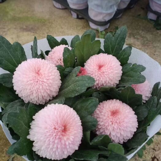 淄博菊花盆栽乒乓菊花绣球菊花荷兰菊花种类多