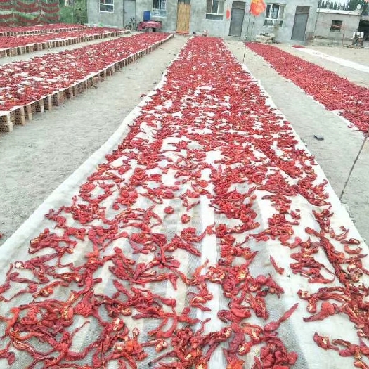 乌鲁木齐风干辣椒  新疆博湖县辣皮子，自然烘干，果肉厚，色素高，产品质量好👌