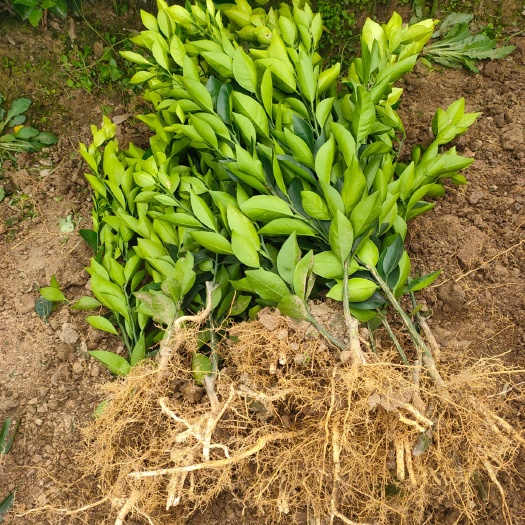 枝江市香橙苗 纽荷尔