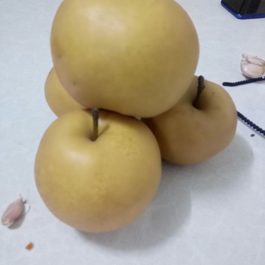 汝州市 晚秋黄梨个大皮溥口感脆甜多汁生熟多种吃法，单果重三百克以上。