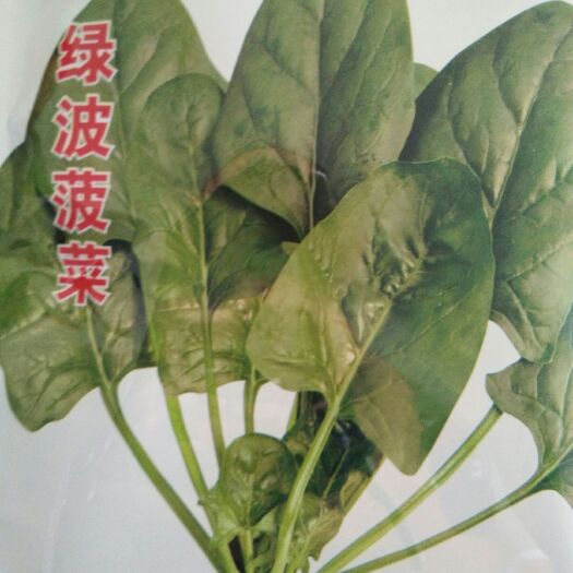 厦门大叶菠菜种子  绿波菠菜