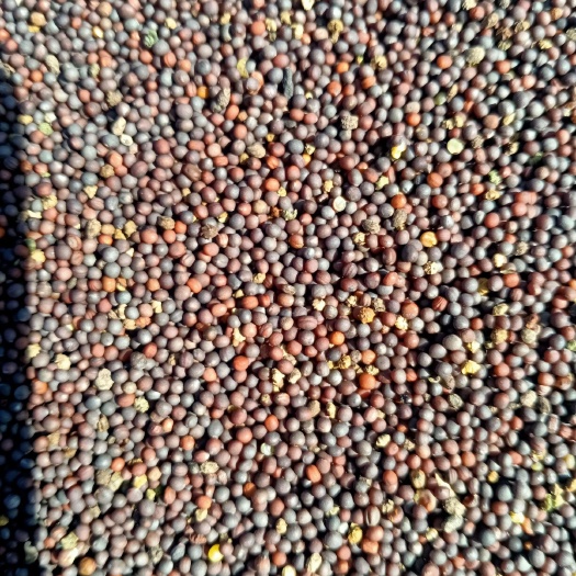 门源县油菜籽 青海小红菜籽。非转基因