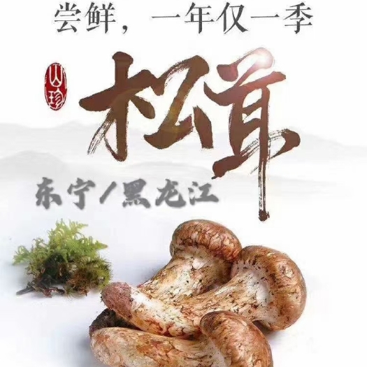 东宁市赤松茸 东北东宁特产松茸送礼物品最