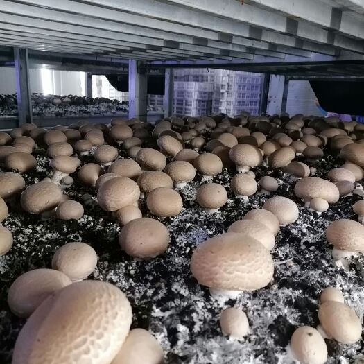 洛阳褐蘑  褐菇又称牛排菇，肉厚味鲜，可煎、炒、煲、烤，营养，富