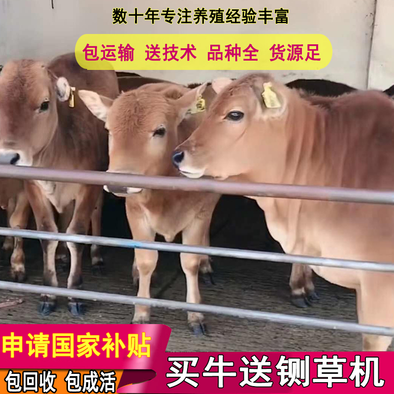 黄牛  免费运输，包回收，包技术，3-6个月牛犊
