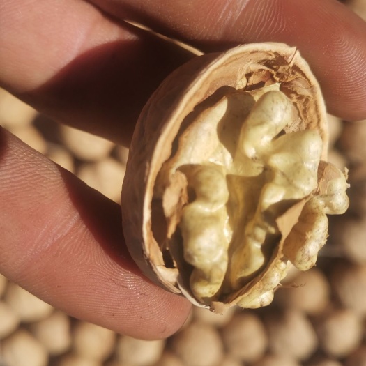 隰县薄皮核桃  核桃