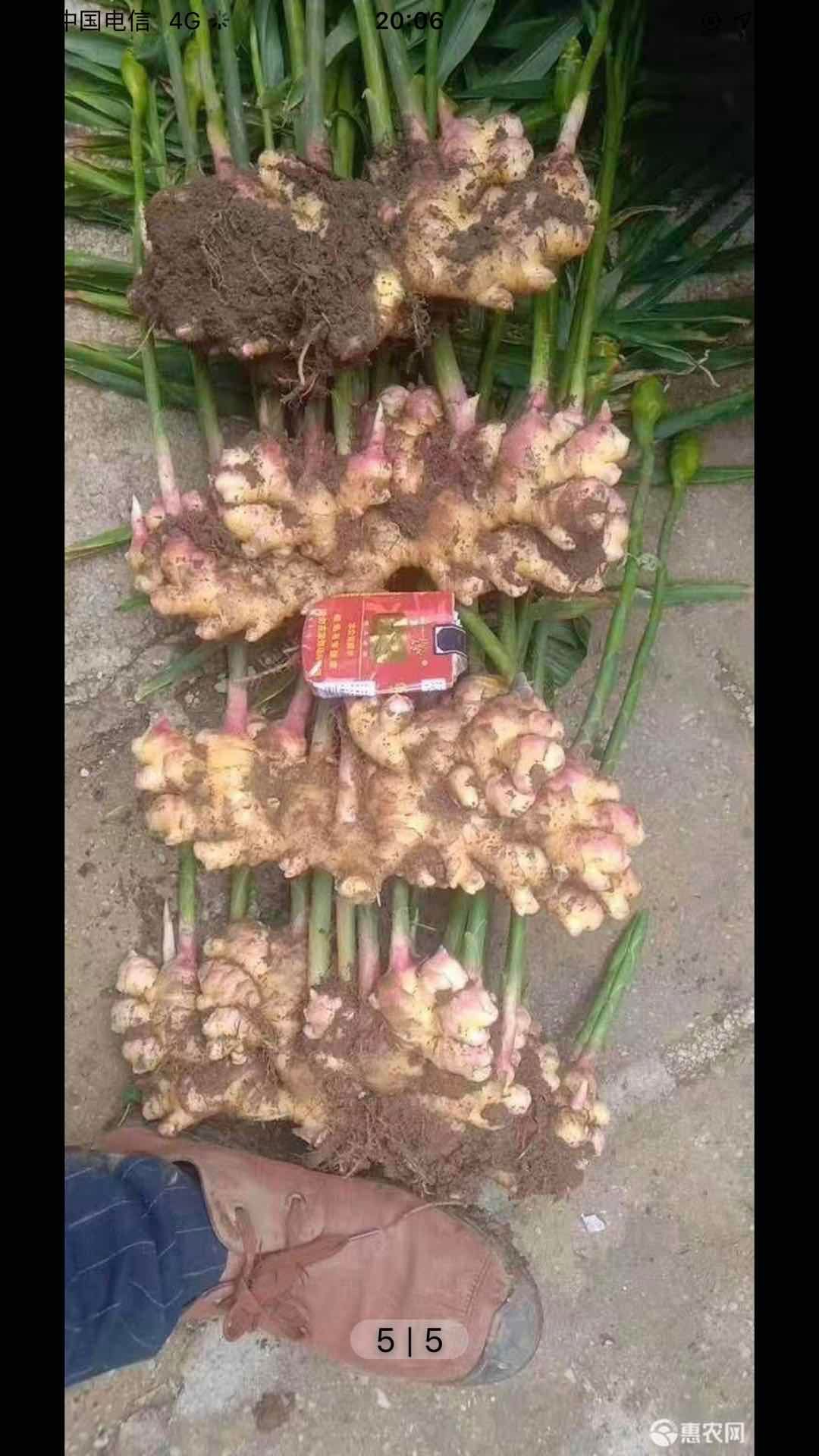广西隆林生姜，小黄姜，中姜