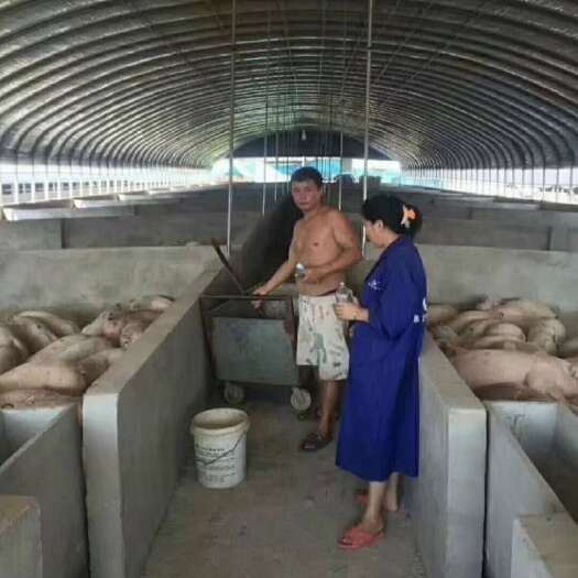 养殖大棚  养殖棚，钢管大棚，仓库棚，蔬菜棚，包塑管大棚