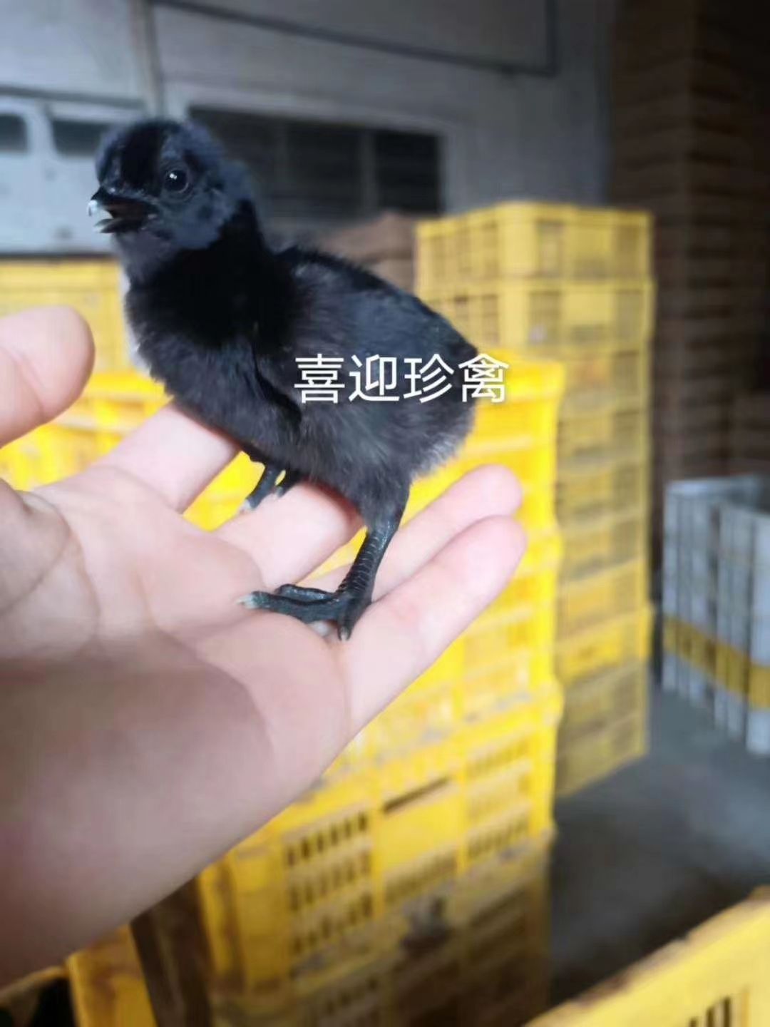  乌骨鸡苗，孵化场一手货源，购1000送100只，承担运输损耗