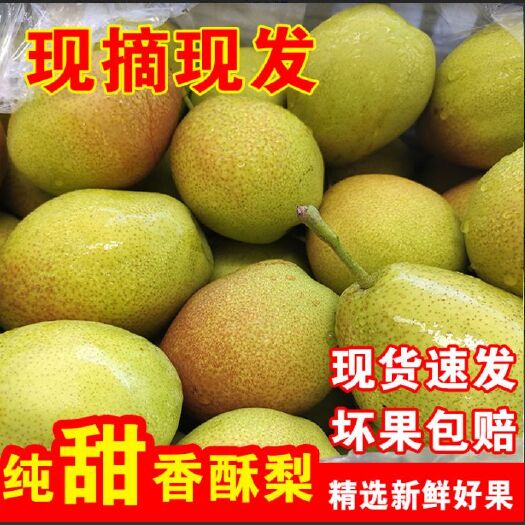 临猗县山西红香酥梨当季新鲜水果自家产地现摘脆甜爽口