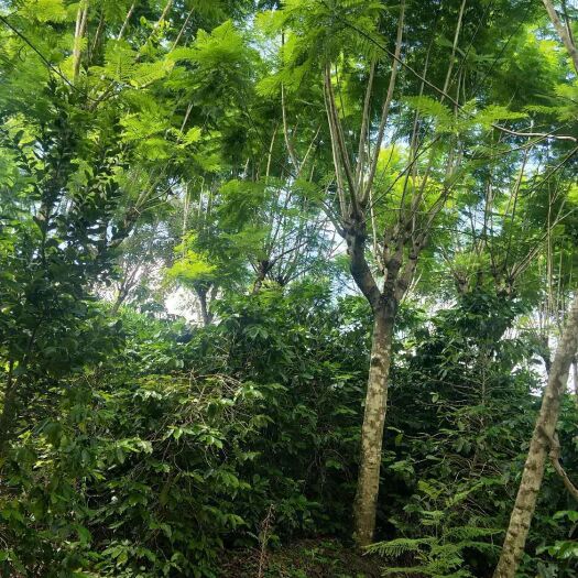 砚山县 普通蓝花楹，米茎二十公分。高度五米以上。