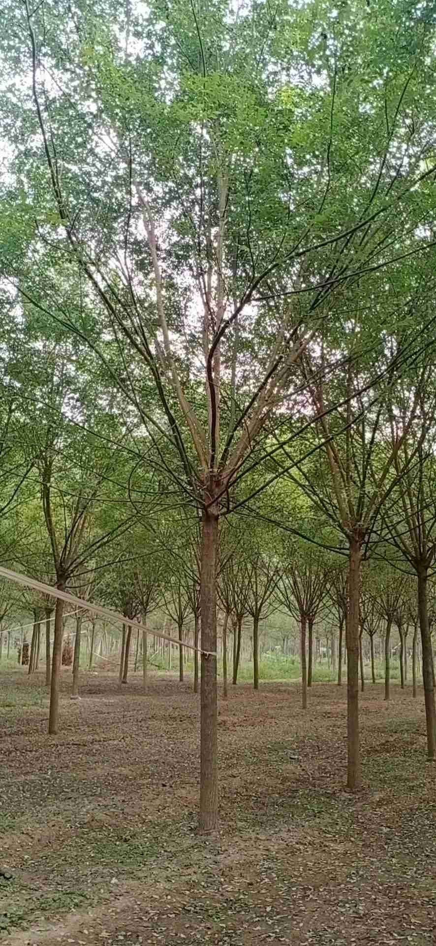  毛白杨，国槐，白蜡，椿树，金枝槐，