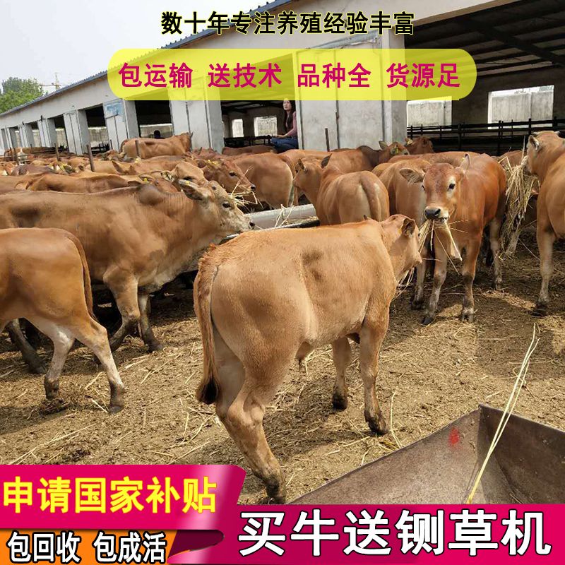 黄牛  免费运输，包回收，包技术，3-6个月牛犊
