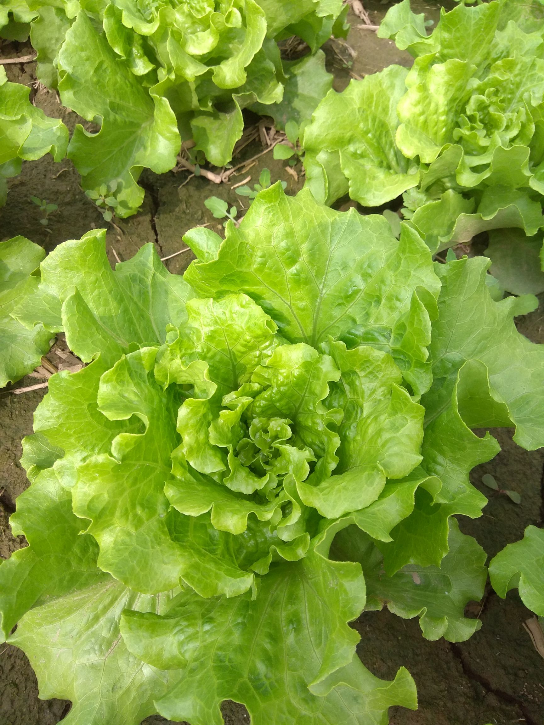 优质罗马生菜马上上市