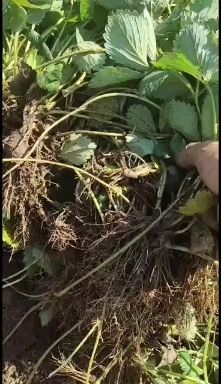 安丘市红颜草莓苗  大叶红颜青旗脱毒生产草莓苗