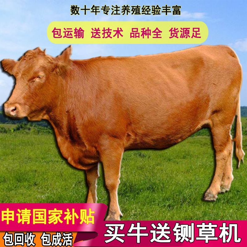 黄牛  免费运输，包回收，包技术，3-6个月牛犊