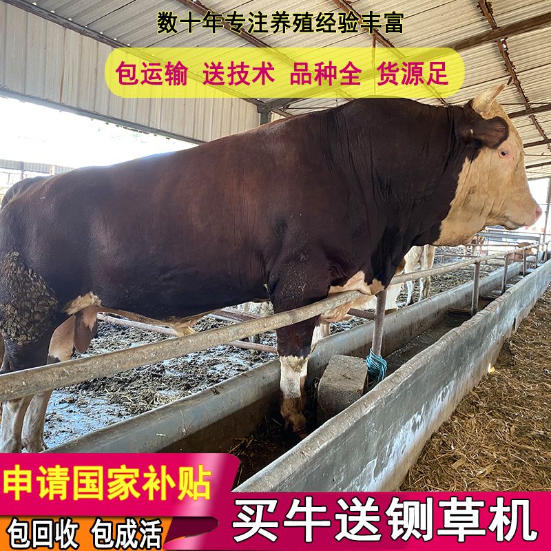 黄牛  免费运输，包回收，包技术，3-6个月牛犊