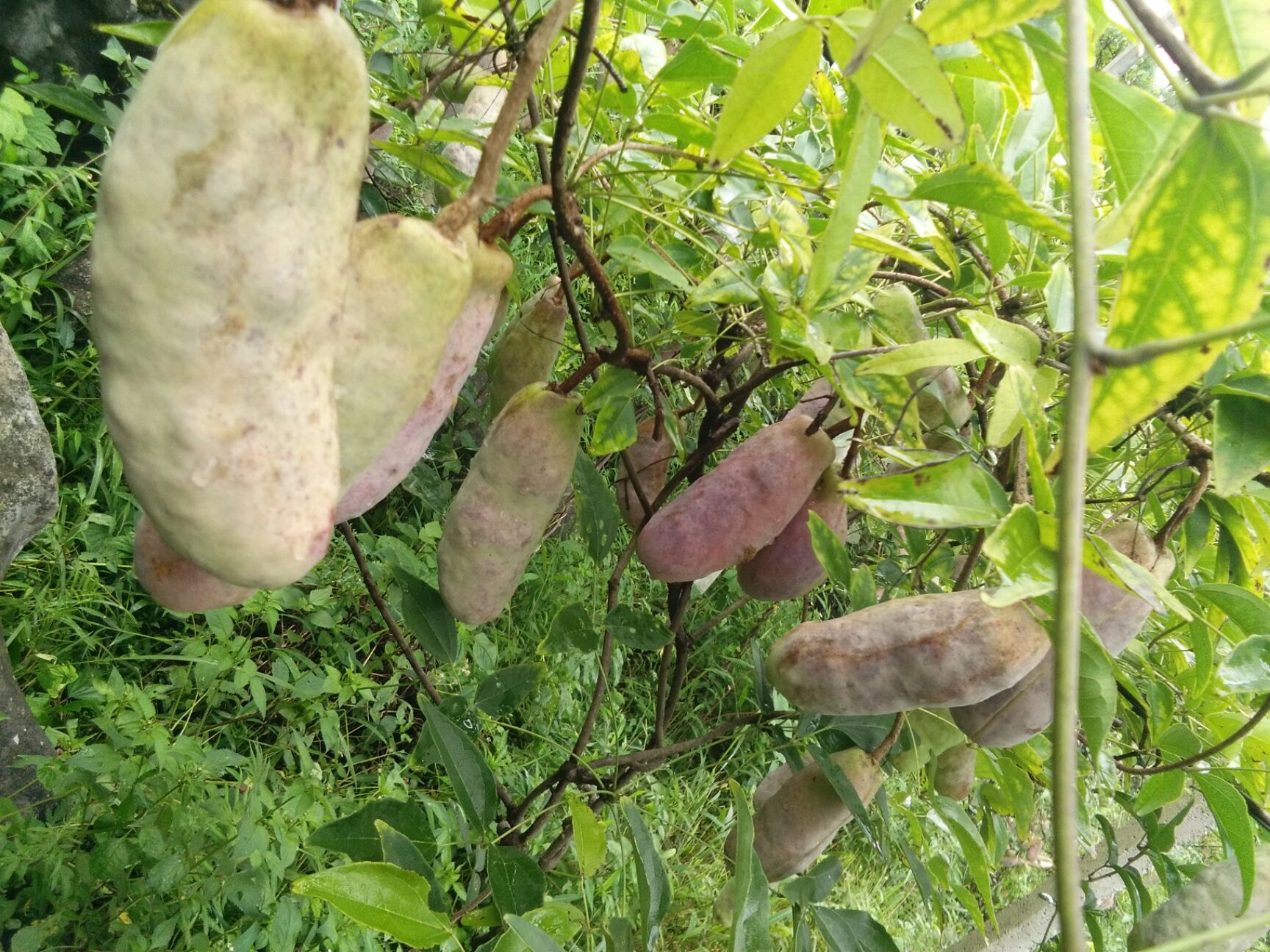 野生八月瓜 种植 麻黄