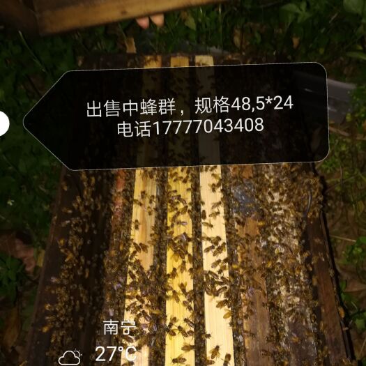 横州市中蜂  蜂脾相称，蜜足